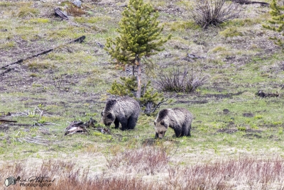 Obsidian with Cubs Yellowstone May 2025